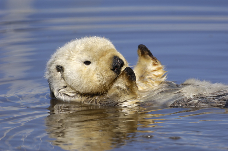 4K, sea, otter
