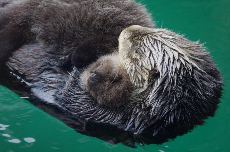 otter, 4K, sea
