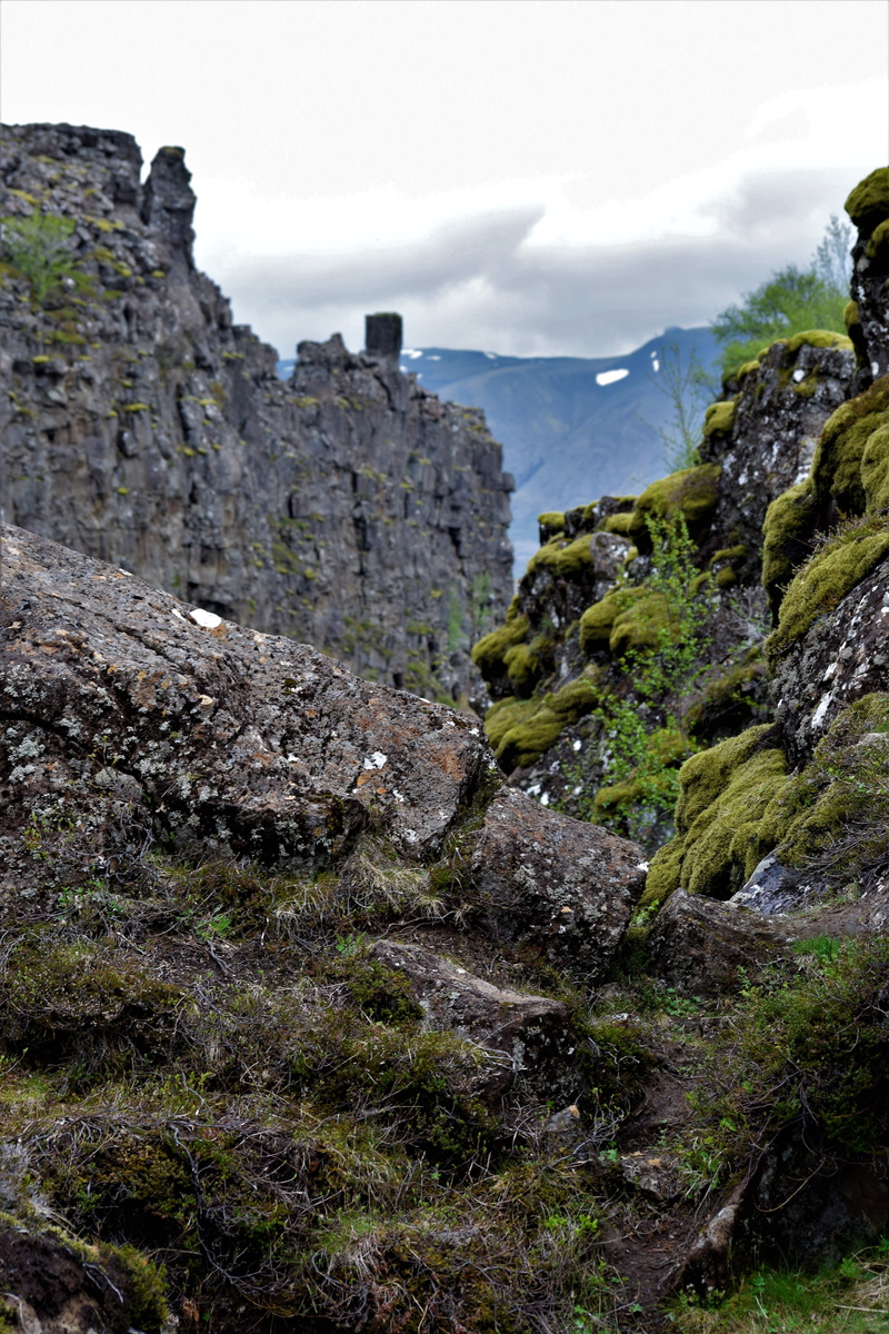 beauty in nature, outdoors, rock formation, tranquil scene, iceland, scenics - nature, formation, growth, tranquility, ancient, rock, cliff, plant, day