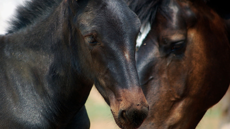 elephant, livestock, doberman, animal, animal head, animal themes, animal wildlife, day, herbivorous, proboscidean, 1080P, animal eye, domestic animals