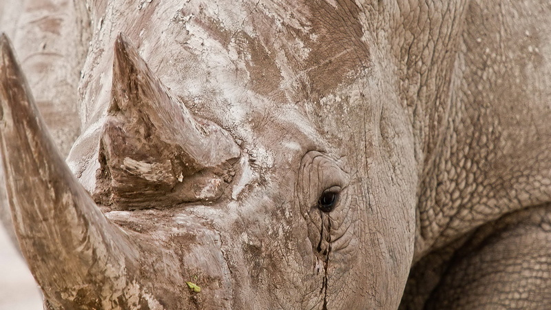 hole, african, one animal, animal wildlife, animal skin, mammal, animal head, wildlife, elephant, head, vertebrate, animals in the wild, wild, day, 1080P
