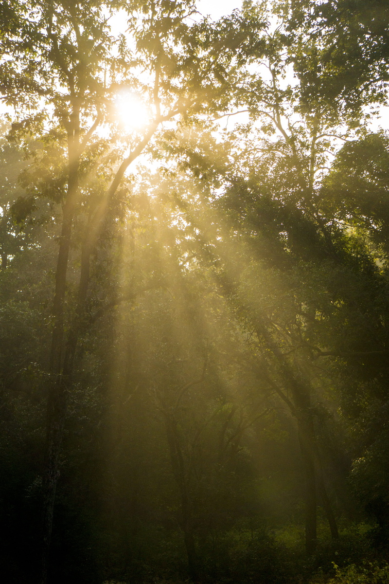 non-urban scene, solar flare, outdoors, jim corbett national park, low angle view, tranquility, no people, sunlight, streaming, ramnagar, rays, bright