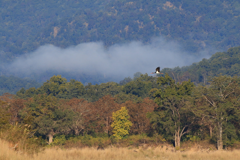landscape, beauty in nature, misty forest, leisure activity, scenics - nature, india, non-urban scene, plant, black stork, lifestyles, forest, men, mountain
