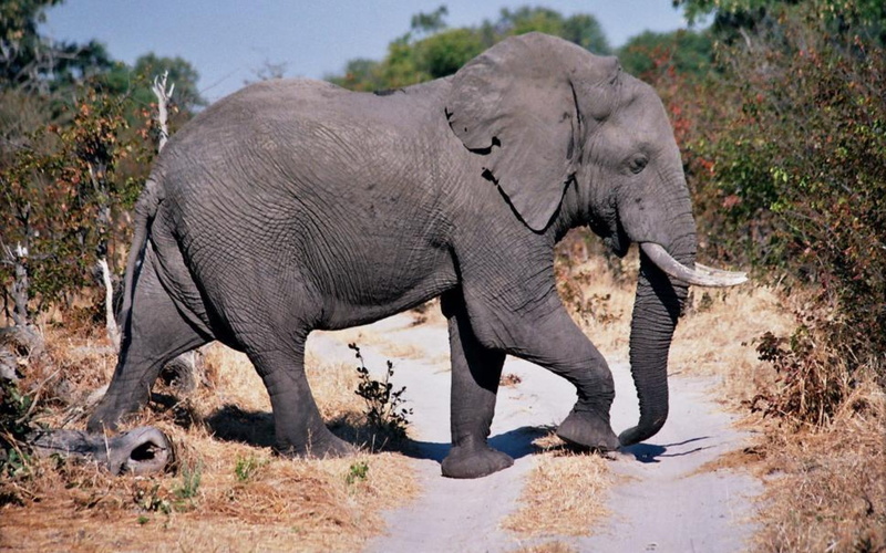 outdoors, dust, serengeti National Park, elephant, safari Animals, herbivorous, walk, animal wildlife, animal themes, vertebrate, tanzania, road, african Elephant
