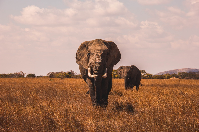 landscape, animal wildlife, animal trunk, animal family, land, walk, animal themes, group of animals, herbivorous, beauty in nature, sky, field, nature