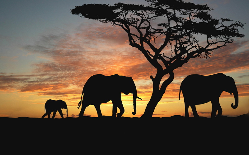 walking, elephant, westward, elephants, 2K