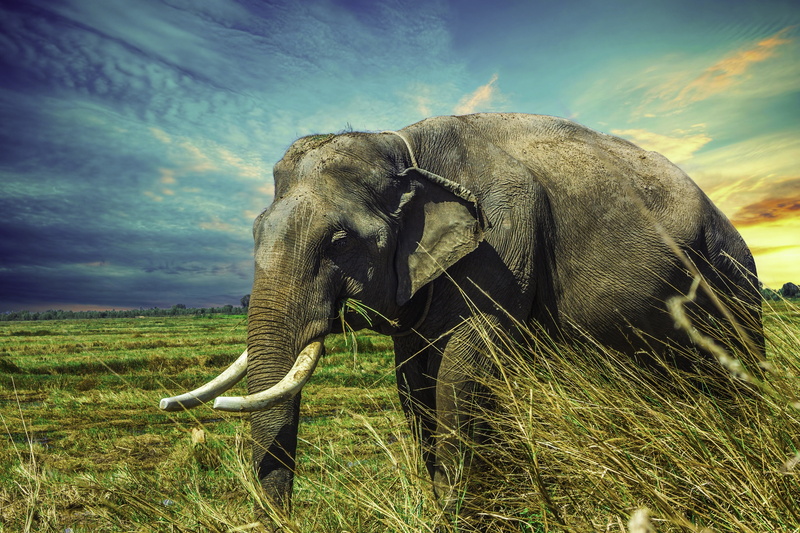 grass, animal, africa, field, gray, animals In The Wild, animal themes, forest, animal body part, vertebrate, outdoors, mammal, large, cloud - sky, young Animal