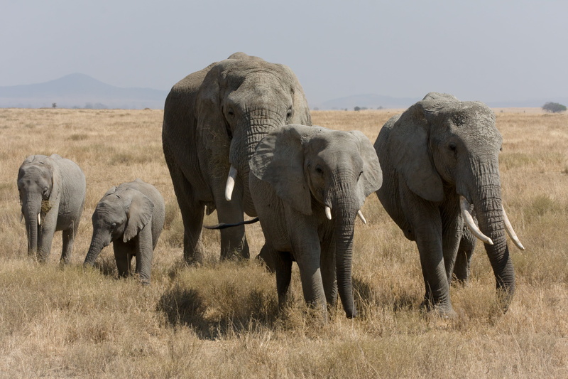 walk, day, safari Animals, no people, wildlife Reserve, animal themes, wildlife, africa, field, wilderness Area, animals And Pets, national Park, tusk
