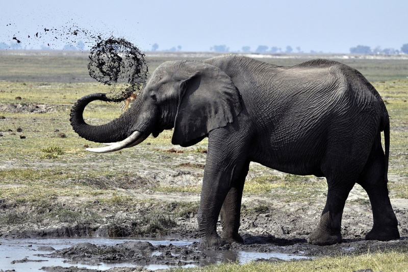 no People, kenya, one animal, black, ivory, walk, side view, animal, tusk, mammal, wilderness Area, animal body part, herbivorous, animals In The Wild