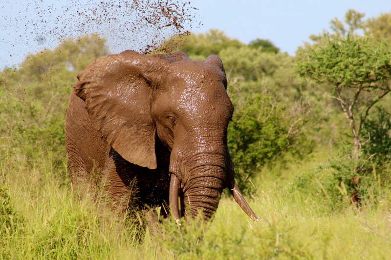 mud, 2K, grass, walk, elephant