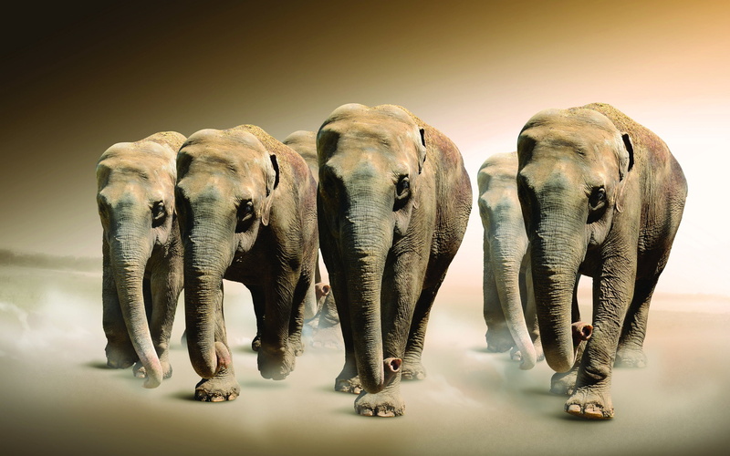 beauty in nature, animal Skin, mammal, full length, animal, elephants, animal family, group of animals, side by side, medium group of animals, animal themes