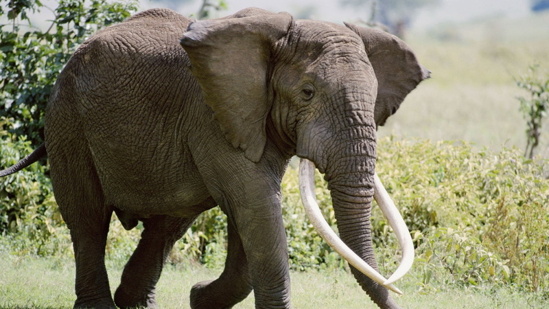 animal body part, endangered Species, wildlife Reserve, animals In The Wild, tree, young Animal, day, trees, walk, wilderness Area, animal Trunk, grass