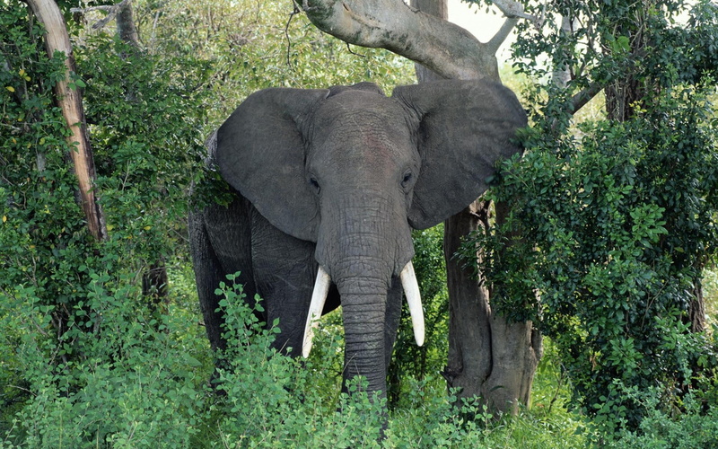 animals In The Wild, nature, vertebrate, safari Animals, national Park, animal, elephant, herbivorous, savannah, animal body part, trees, tree, outdoors