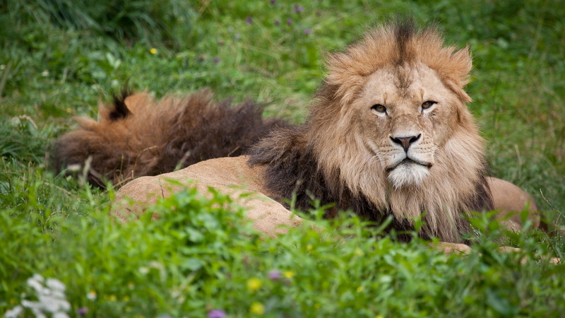 nature, 2K, cat, male animal, carnivora, animal themes, one animal, lion - feline, mammal, animals in the wild, grass, vulnerable species, feline, portrait