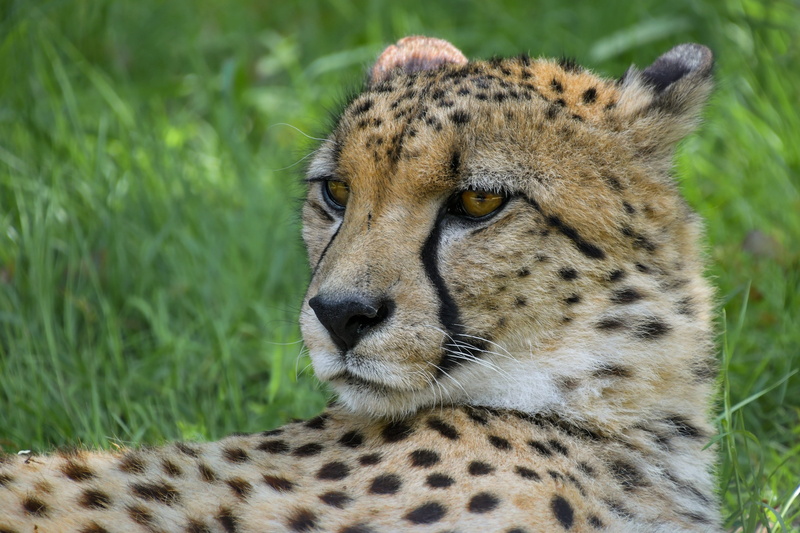 whisker, carnivorous, safari, vulnerable species, head, relaxation, one animal, 5K, no people, plant, outdoors, feline, nature, lying, spotted, carnivora
