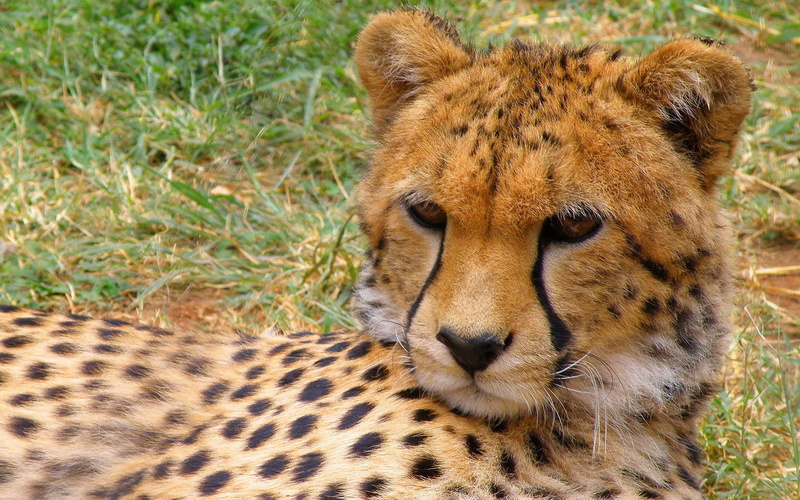 one animal, 1080P, carnivora, animal wildlife, relaxation, close-up, cheetah, mammal, focus on foreground, feline, safari, animal head, animal themes