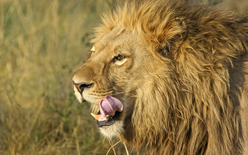 lion - feline, focus on foreground, vertebrate, carnivora, no people, close-up, animals in the wild, mouth, animal wildlife, animal, cat, feline, aggression