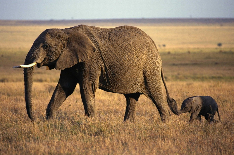 environment, animal themes, plant, prairie, group of animals, Elephant, vulnerable species, safari, 1080P, side view, animal family, day, grass, african elephant