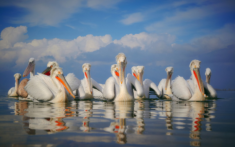no people, scientific, lakes, cloud - sky, india, reflection, swan, china, animal, 4K, animals in the wild, beauty in nature, shallow, southeastern, animal wildlife