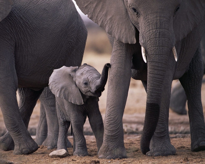 herd, 720P, no people, african elephant, elephant calf, vertebrate, animal wildlife, group of animals, young animal, care, Elephants, animal body part