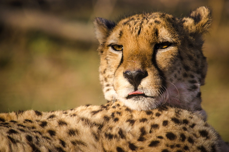 cheetah, animal eye, 4K, animal, wild animal, stains, nature, brown, carnivora, animal world, sky, africa, portrait, hunting, head drawing, predator, feline