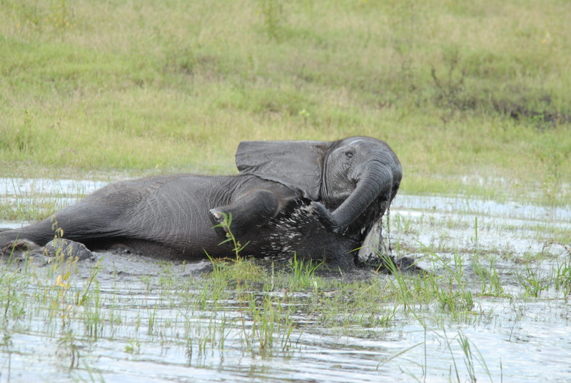no people, animal, 4K, outdoors, day, plant, one animal, game, grass, animal themes, vertebrate, animals in the wild, animal wildlife, bath, herbivorous