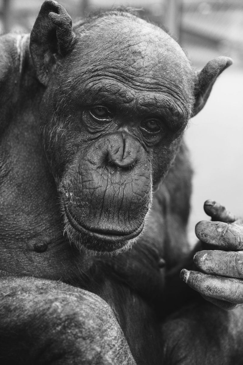 herbivorous, close-up, finger, portrait, gorilla, people, ape, zoo, nature, conservation, grayscale, day, wildlife, chimpanzee, looking away, animal, animals in the wild