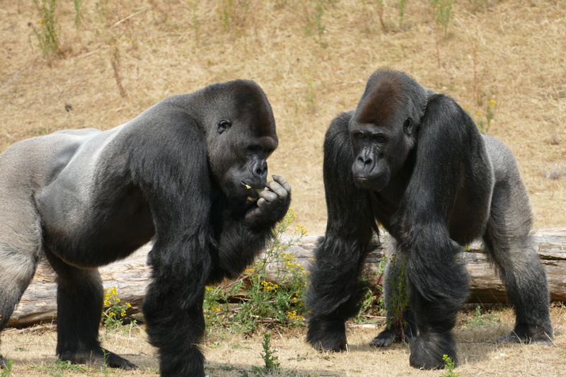 day, 5K, animal, brothers, lowland gorillas, tree, herbivorous, no people, animals in the wild, africa, field, rainforest, ape, zoo, group of animals