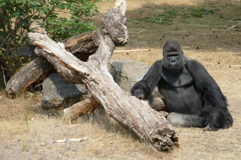 lowland gorillas, vertebrate, outdoors, trunk, one animal, nature, mammal, gorilla, rainforest, no people, land, animal wildlife, sitting, monkey, primate
