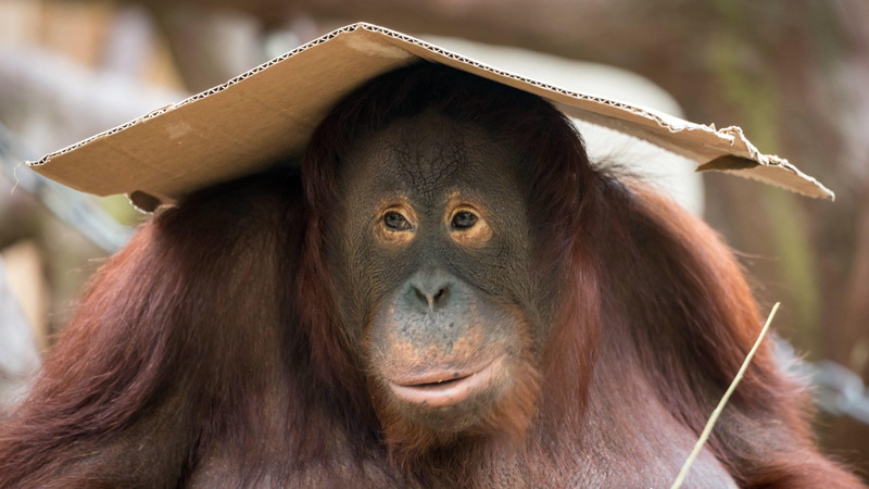 animals in the wild, great ape, mammal, ape, rainforest, eye, cute, 4K, monnkey, focus on foreground, contemplation, wildlife, tropical rainforest, funny