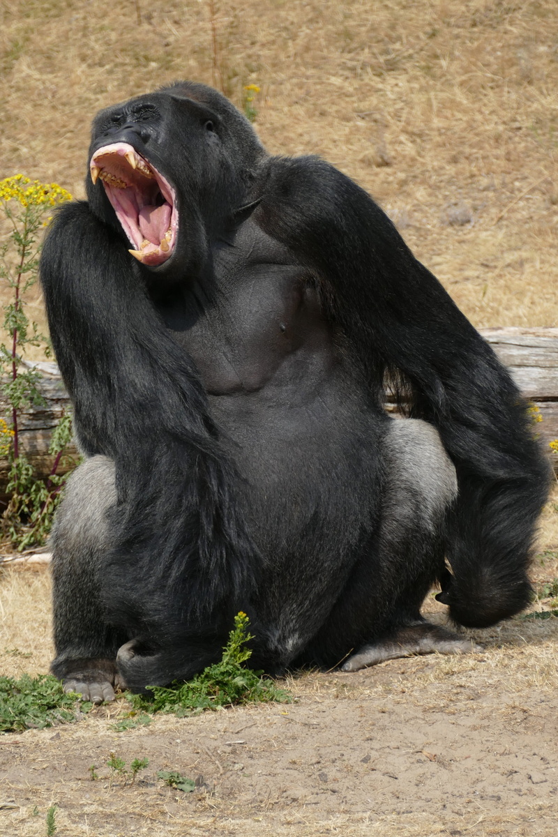 monkey, vertebrate, africa, full length, 5K, no people, day, male, mouth, one animal, yawn, aggression, mammal, wild, black color, ape, animal mouth, zoo