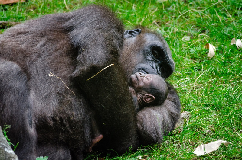 animal wildlife, ape, primate, 4K, plant, animals In The Wild, vertebrate, group of animals, two animals, public domain, wildlife, land, animal family