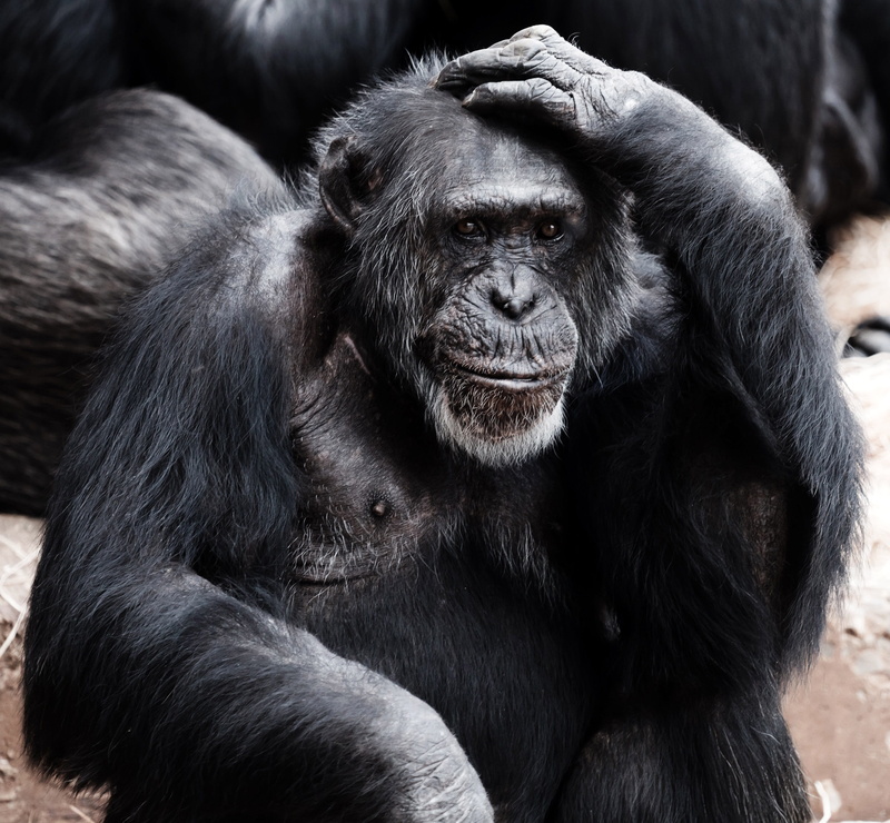 Chimpanzee, nature, africa, 2K, mammal, gorilla, portrait, primate, zoo, great ape, Pan troglodytes, day, looking, scratching, animal family, care, animals in the wild