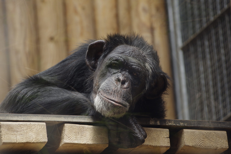 one animal, animal wildlife, Common Chimpanzee, black color, railing, Great Ape, board, mammal, no people, primate, outdoors, animals in the wild, zoo
