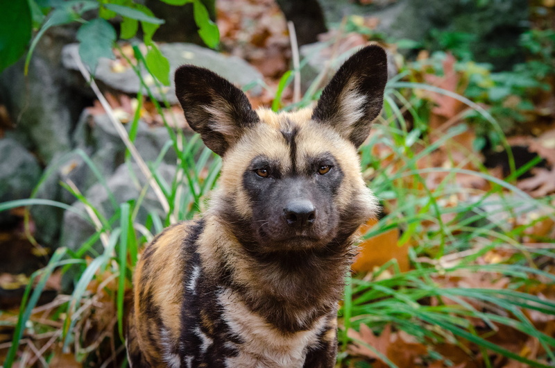 4K, predator, wild, african, dog, muzzle
