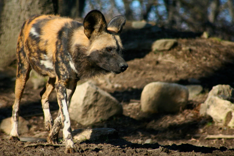 african wild dog, 2K