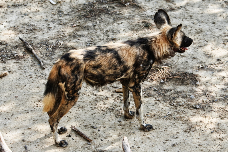 2K, lycaon, one animal, france, full length, vertebrate, looking away, domestic animals, field, fauna, land, dog, day, sigean, standing, dog african, pets