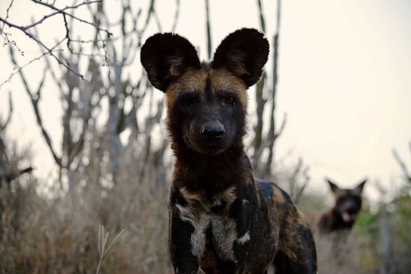 vertebrate, herbivorous, animal wildlife, animal, dog, wild animal, wildlife, mammal, african wild dog, 4K, animals in the wild, wild, canine, land, looking at camera