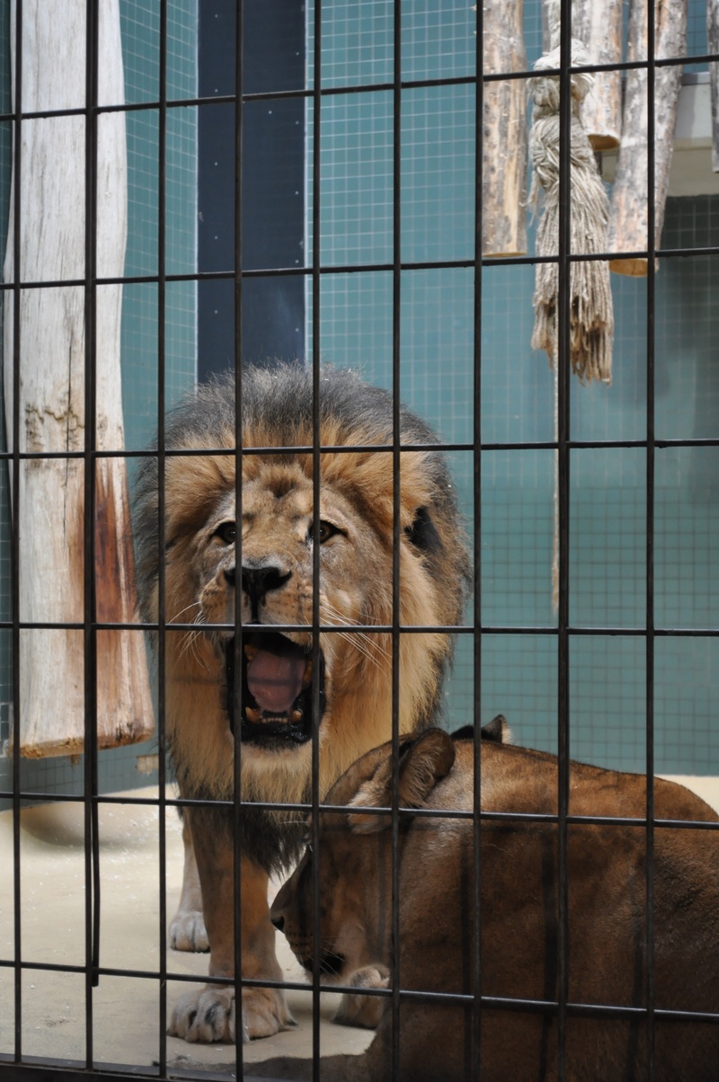 domestic, animal, animal head, feline, animal themes, day, close-up, wildlife, looking at camera, focus on foreground, canine, no people, animals in captivity