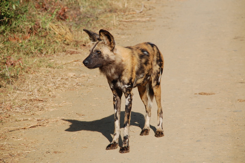 social, day, animal themes, wild dog, standing, sunlight, dog, vertebrate, one animal, animals, focus on foreground, 2K, closeup, africa, animal wildlife