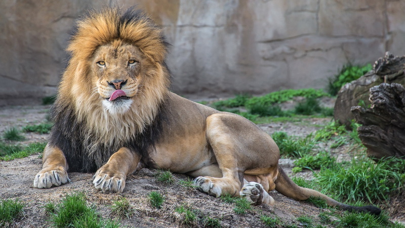 leo, animals, animal, feline, outdoors, canine, animal themes, wild, wildlife, cat, africa, one animal, no people, animals in the wild, african, lion, animal wildlife