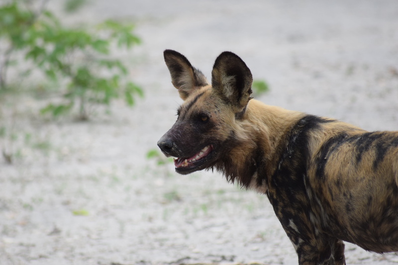canine, wild dog, africa, animal themes, wildlife, day, land, pets, african wild dog, domestic, botswana, nature, vertebrate, dog, domestic animals, 5K