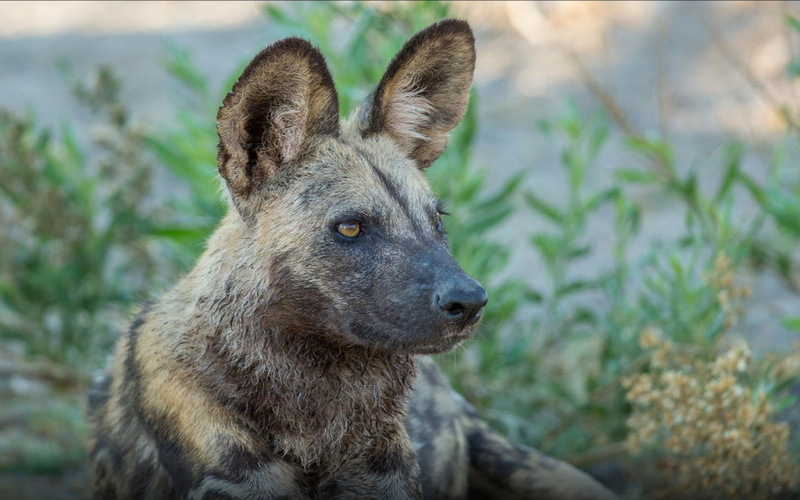 herbivorous, wild, hd, close-up, animal, dog, vertebrate, day, 2K, portrait, mammal, animal wildlife, looking away, outdoors, no people, african
