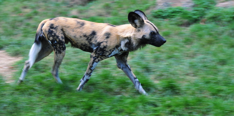 2K, african wild dog