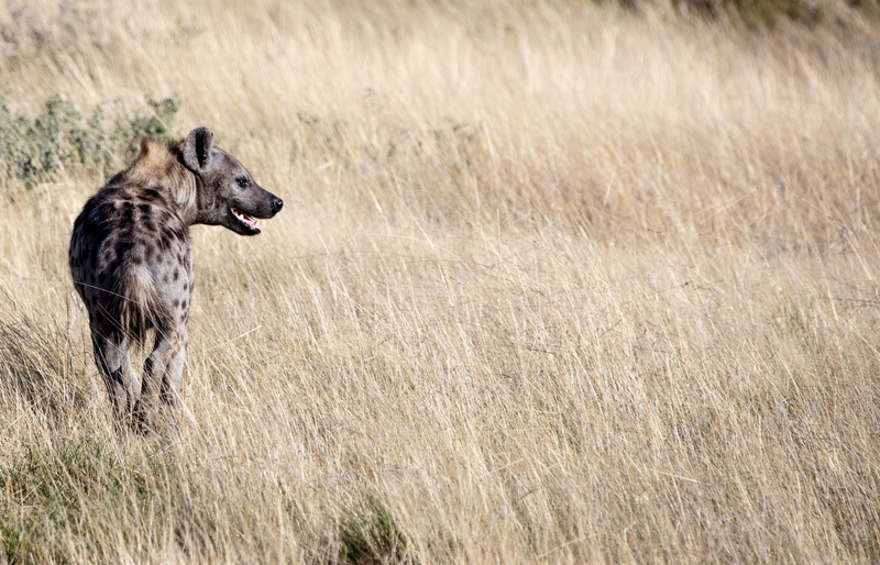 animal wildlife, daytime, dog, grass, vertebrate, hunting, animals hunting, mammal, 5K, animal themes, aggression, one animal, wild, land, outdoors, dry