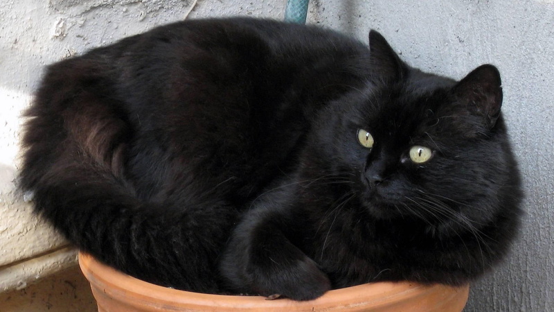 cat, funny, animals, animal, cute, cultivated, lovely, black, 1080P