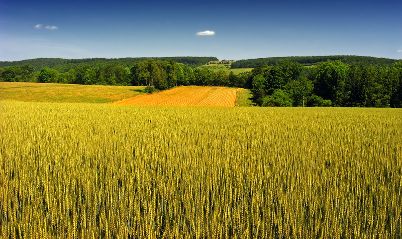 green, field, landscape, outdoors, green grass, europe, spring, Benton Township, creative commons, nature, farm, agriculture, growth, crop, clouds, rural