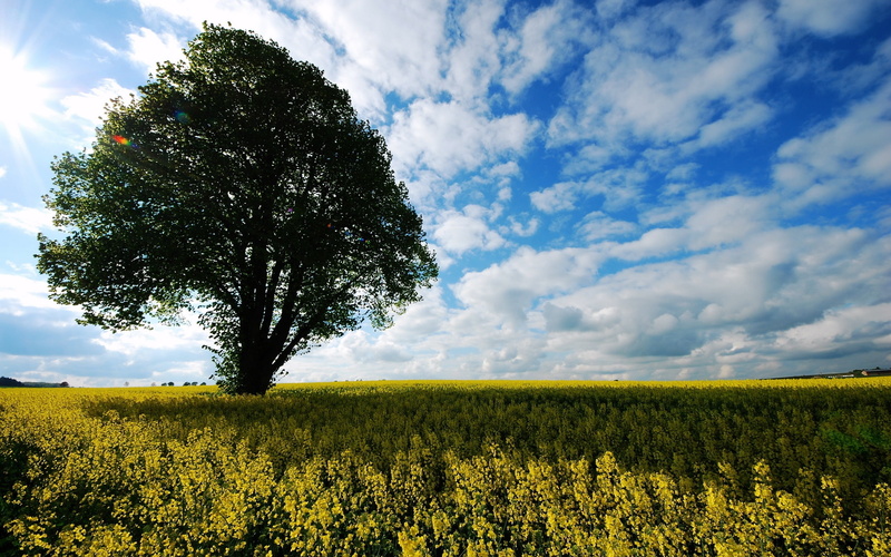field, alone, 2K, wind, windswept, tree