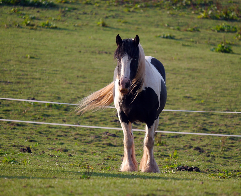 one animal, day, black, pets, herbivorous, outdoors, horse, animal themes, animal, livestock, nature, mammal, domestic animals, white horse, animal wildlife