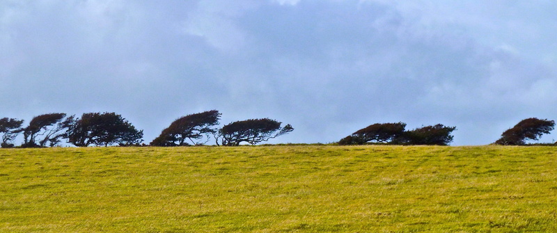 tranquility, beauty in nature, landscape, nature, non-urban scene, trees, field, scenics - nature, pine tree, environment, plain, meadow, sky, windswept
